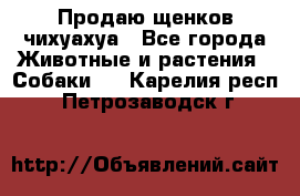 Продаю щенков чихуахуа - Все города Животные и растения » Собаки   . Карелия респ.,Петрозаводск г.